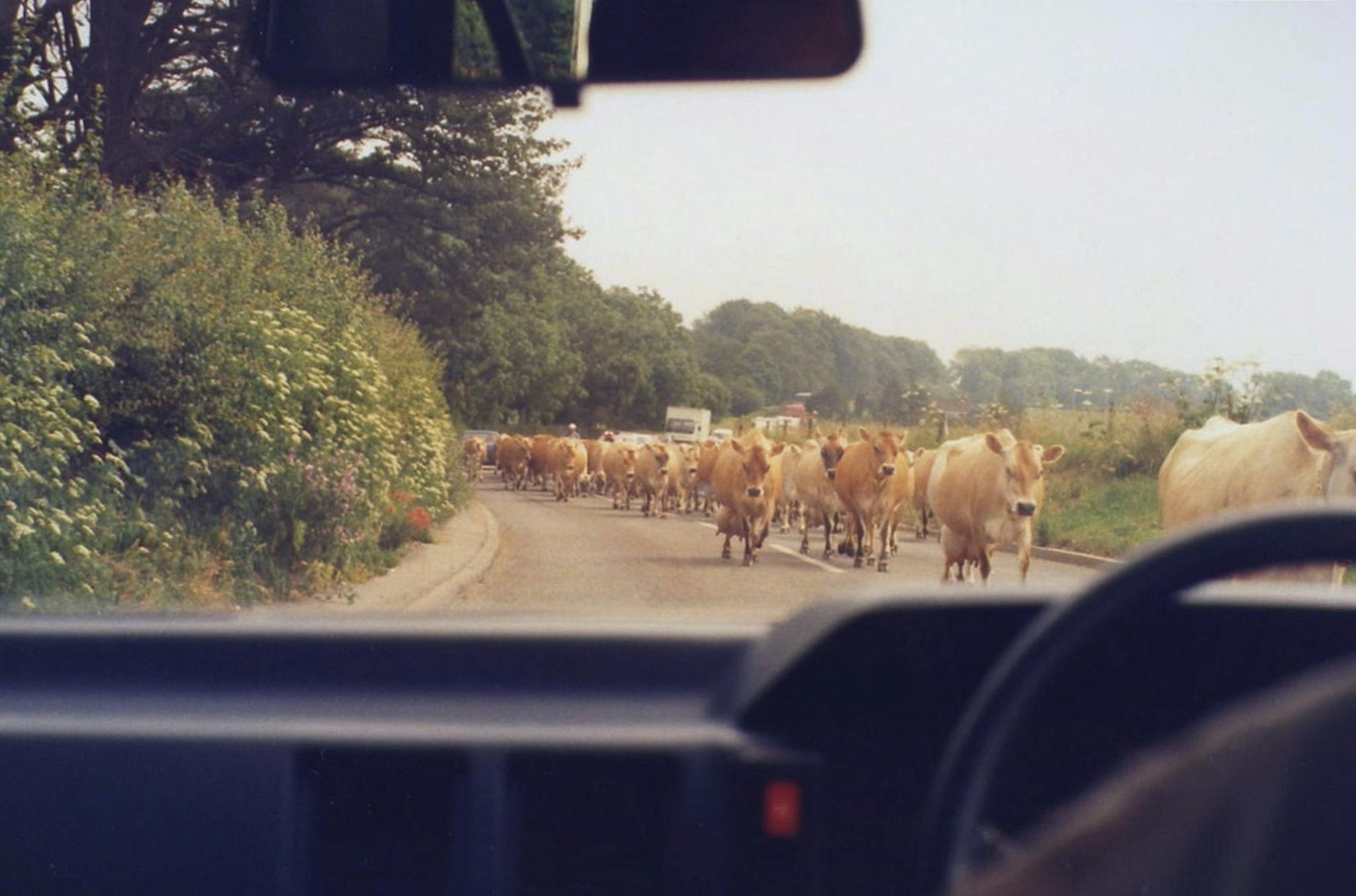 Herd of cows crossing a rural road in the UK, viewed from a car windshield with countryside background.